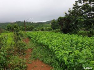 Bán Lô Đất Mặt Tiền Lý Thái Tổ, Xã DamBri, Bảo Lộc