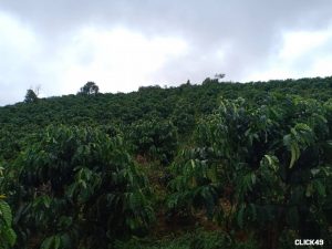 Cần bán 8 sào cà phê tại xã Đại Lào