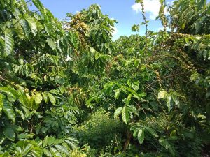 Bán vườn cà phê đẹp ở Đại Lào - Bảo Lộc