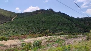 Trà hẻm xe hơi khu vực Blao Sire Đại Lào , Bảo Lộc