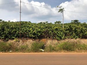 Bán lô đất mặt tiền Lý Thường Kiệt, Phường Lộc Phát, Thành phố Bảo Lộc