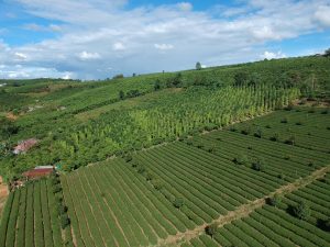 Bán 5 sào vườn xã Đambri - Bảo Lộc