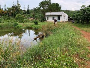 Bán 6 sào vườn tại thôn 10 Xã Đambri TP Bảo Lộc