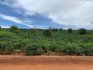 Bán 6 sào vườn mặt tiền đường Tôn Thất Thuyết, Xã Đambri, Bảo Lộc