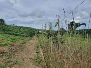 Đất nền Hẻm 262 Lý Thái Tổ đối diện UBND xã Đamri, TP Bảo Lộc, Lâm Đồng