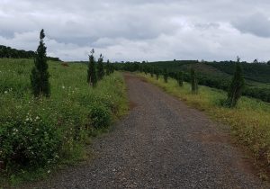 Đất vườn 1 Ha Mặt tiền hẻm Đường Phùng Hưng Bảo Lộc