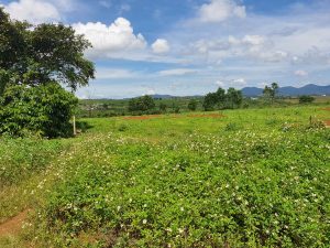 Đất vườn 2.4 ha tại thôn 11 Đambri Bảo Lộc