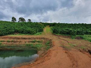 Bán vườn cafe 2 Mặt tiền hẻm Nguyễn Thái Bình Bảo Lộc