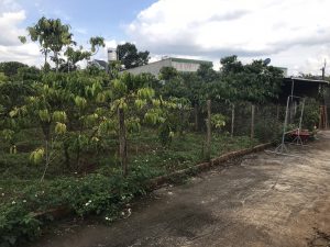 Đất nền thổ cư hẻm 23 Trần Quý Cáp, Đambri Bảo Lộc