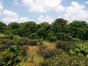 Đất nền 513m2, hẻm Lý Thường Kiet, phường Lộc Phát, Bảo Lộc, Lâm Đồng