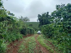 Vườn cà phê đẹp hẻm Nguyễn Thái Bình Phường Lộc Phát Bảo Lộc