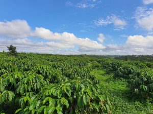 Bán vườn cà phê đẹp tại xã Lộc Châu Bảo Lộc Lâm Đồng