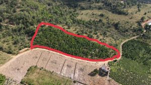 Bán 3,8 sào vườn mặt tiền hẻm đường Thi Sách Xã Đại Lào