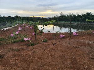 Bán 5 sào đất nghỉ dưỡng hẻm Nguyễn Văn Cừ Phường Lộc Phát, Bảo Lộc