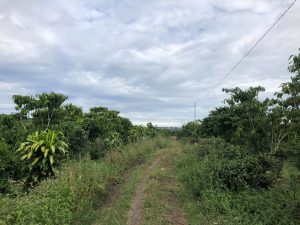 Bán 9 sào hẻm thông xe hơi Đinh Công Tráng Lộc Châu Bảo Lộc Lâm Đồng