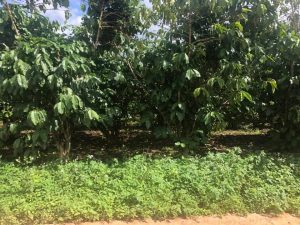 Bán 5 sào vườn Cà phê hẻm Lý Thường Kiệt Lộc Phát Bảo Lộc