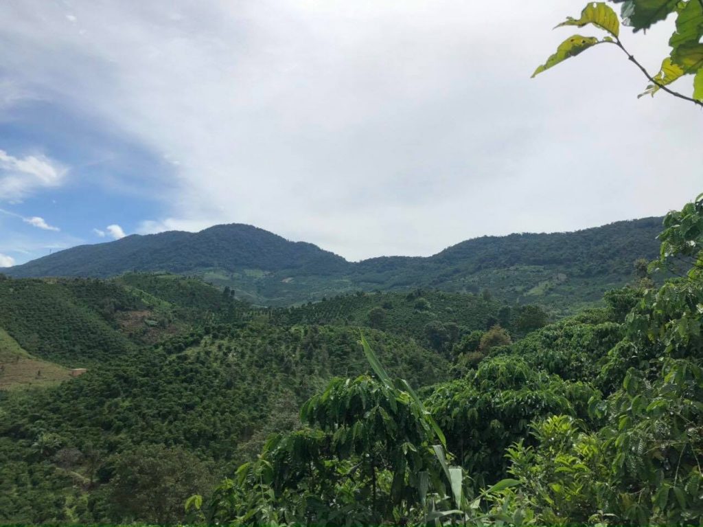 Bán 1,8ha vườn cà phê thôn 10 Lộc Nam Bảo Lâm