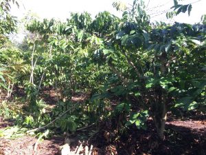 Bán 2 sào vườn sầu riêng xen cà phê xã Tân Lạc Bảo Lâm