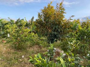 Bán hơn 2 sào cây ăn trái hẻm Đinh Công Tráng Đại Lào Bảo Lộc