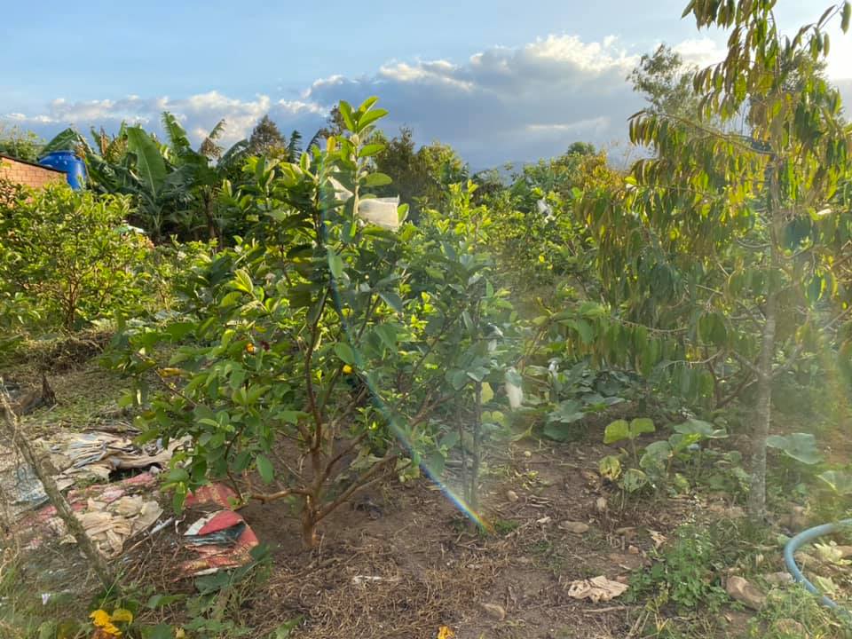 Bán hơn 2 sào cây ăn trái hẻm Đinh Công Tráng Đại Lào Bảo Lộc