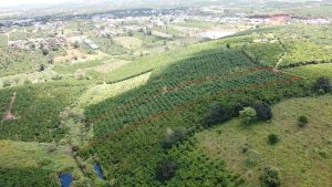 Bán 6 sào vườn cafe tại Lộc Quảng Bảo Lâm Lâm Đồng