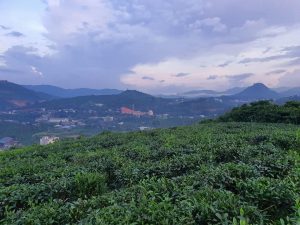 Bán 4 sào vườn chè mặt tiền đường Ỷ Lan, Đại Lào, TP Bảo Lộc, Lâm Đồng