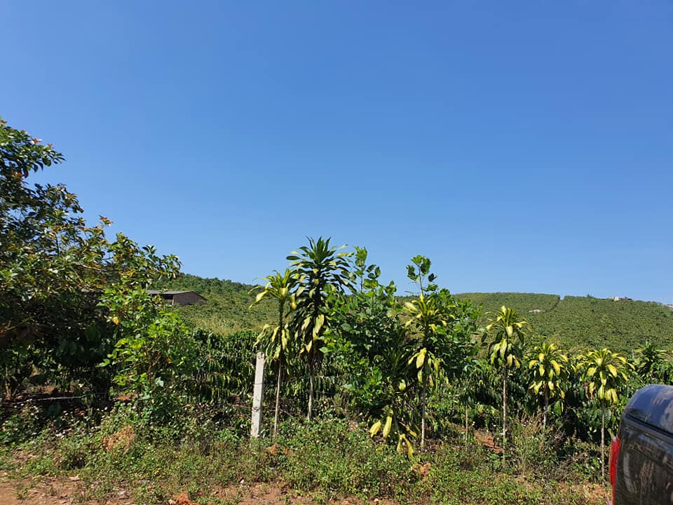 Đất vườn mặt tiền Tản Đà Đambri Bảo Lộc Lâm Đồng