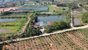 Bán gấp trang trại ao cá cực đẹp tại Lộc Châu Bảo Lộc