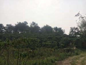 Bán 4,3 sào vườn cà phê hẻm Mai Thúc Loan Thôn 2 Xã Đại Lào Bảo Lộc