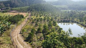 Bán 8 sào vườn cực đẹp ở thôn 11 Blaosire - Đại Lào - Bảo Lộc