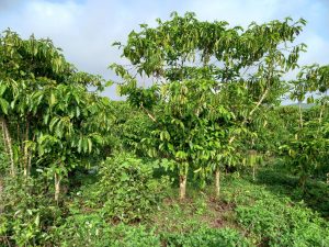 Bán 8 sào vườn hẻm Đinh Công Tráng Lộc Châu Bảo Lộc