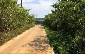 Bán đất 5 sào đất vườn ngã 3 Lý Thuờng Kiệt giao Nguyễn Thái Bình Lộc Phát Bảo Lộc