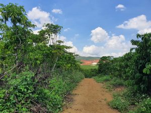 Bán vườn 10.249m2. Tại Phường Lộc Tiến Thành phố Bảo Lộc Lâm Đồng