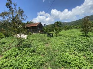 Bán 1,8 sào vườn trái cây Thôn 16 lộc thành Bảo Lâm