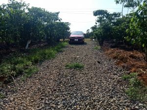 Bán 2 sào 7 cà phê đẹp Hẻm số 1 Nguyễn Thái Bình Bảo Lộc Lâm Đồng