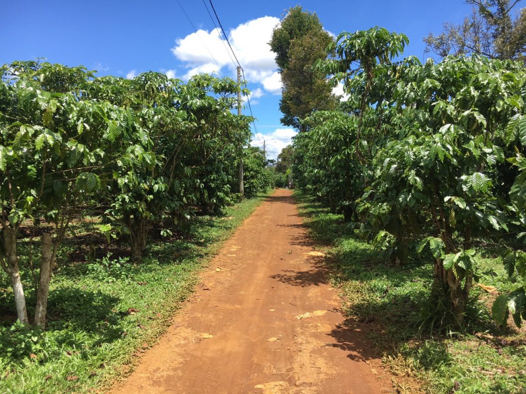 Bán 1,5 hecta giáp hồ Bảo Lâm ngay trung tâm thị trấn Lộc Thắng Huyện Bảo Lâm