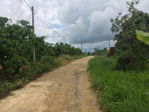 Bán 2 sào cà phê đẹp 20m mặt tiền Hẻm 266 Đoàn Thị Điểm Lộc Thanh Bảo Lộc