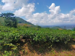 Bán gấp 2,6 ha vườn Trà cafe Giá rẻ tại Lộc Thành Bảo Lâm Lâm Đồng