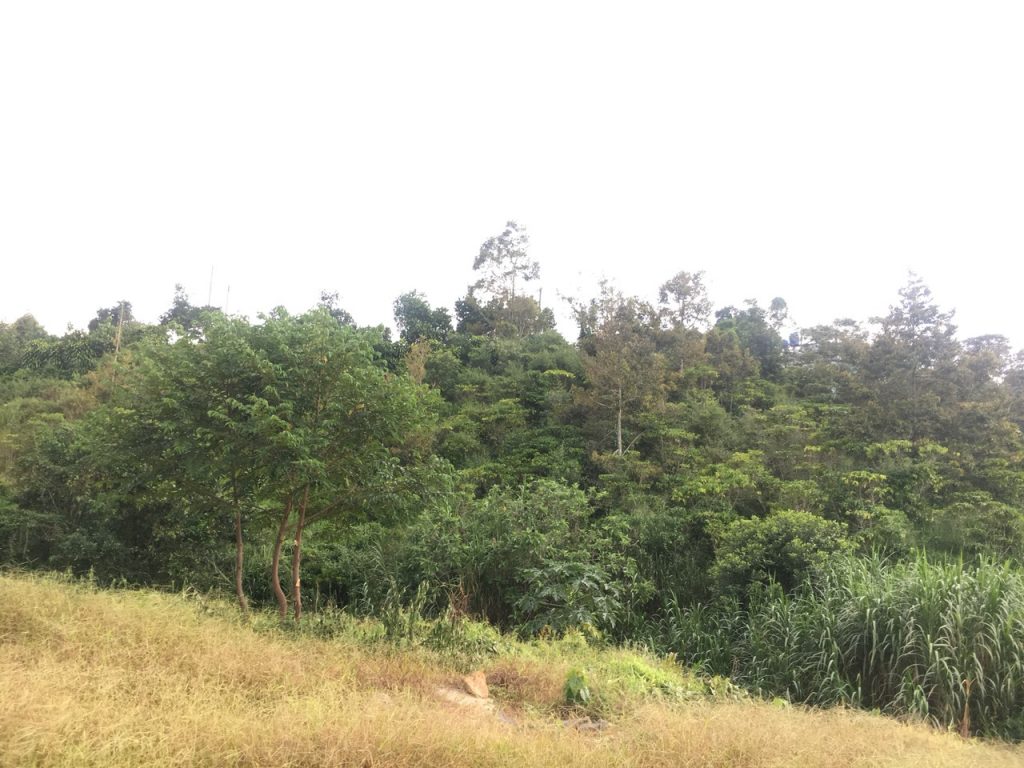 Bán 2,4 sào tại đường Xuân Diệu Xã Lộc Châu Bảo Lộc Lâm Đồng