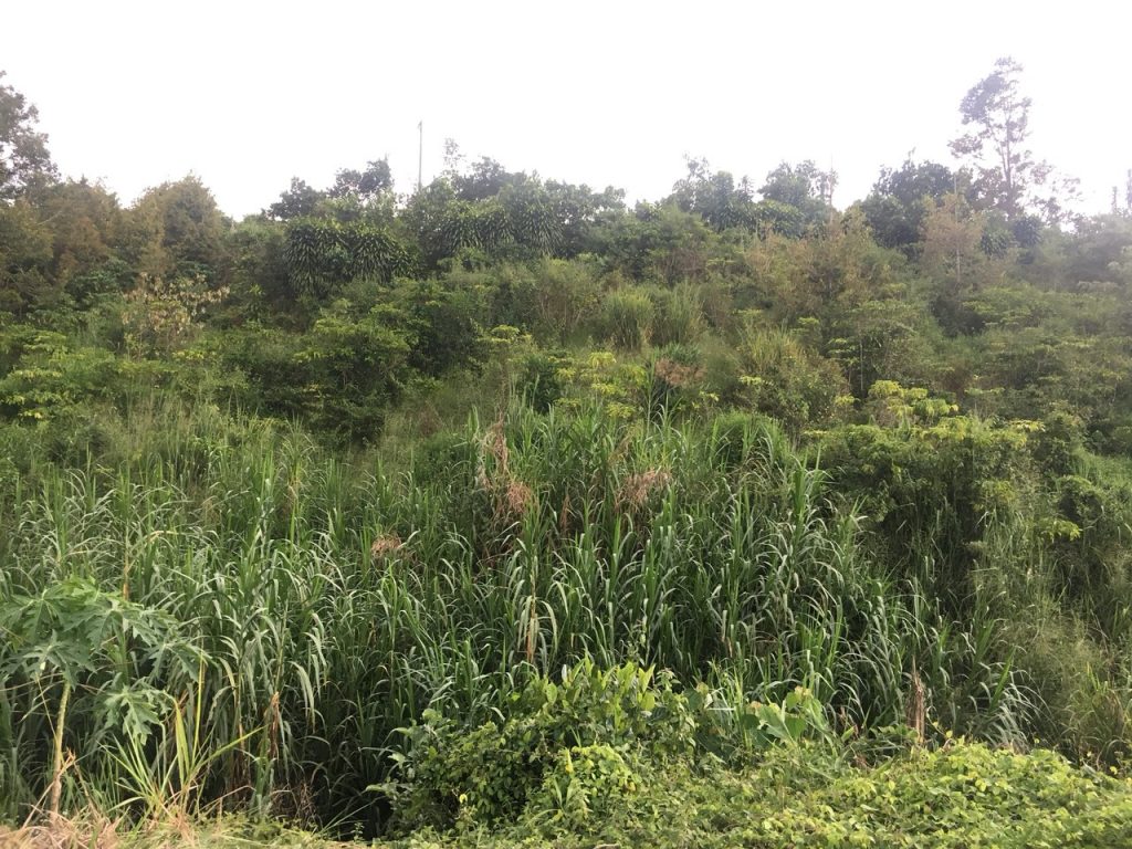 Bán 2,4 sào tại đường Xuân Diệu Xã Lộc Châu Bảo Lộc Lâm Đồng