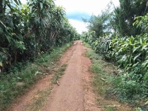 Cần bán 3,8 sào vườn tại Thôn 7 Hòa Ninh Di Linh