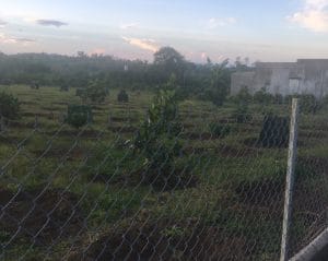 Cần bán 6 sào vườn Lê Thị Riêng Lộc Châu Bảo Lộc