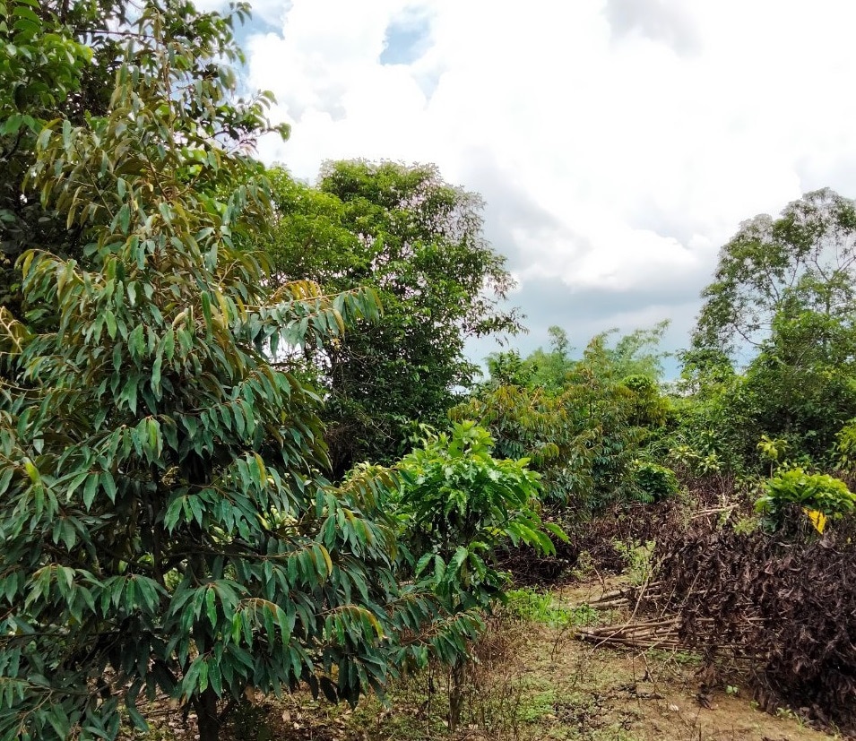 Bán 4 sào vườn trái cây Ngã 3 tứ quý Lộc An Bảo Lộc