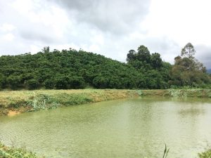 1 Hecta Blao Sire Đại Lào Bảo Lộc Lâm Đồng