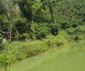 Bán gấp vườn cafe giá rẻ tại Thôn 10 Lộc Nam Bảo Lâm