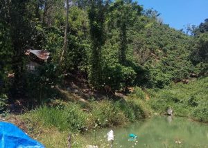 Bán gấp vườn cafe giá rẻ tại Thôn 4 Lộc Nam Bảo Lâm