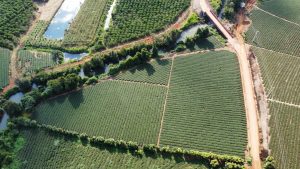 Bán 7 sào chè suối bao quanh bên cạnh khu du lịch Dambri Bảo Lộc Lâm Đồng