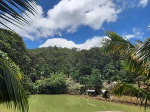 Vườn sầu riềng Thôn 4 Lộc Thành Bảo Lâm Lâm Đồng