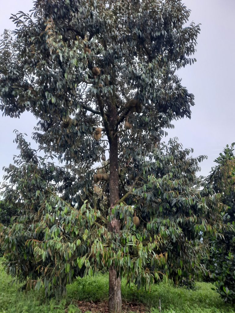 Vườn sầu riềng Thôn 4 Lộc Thành Bảo Lâm Lâm Đồng