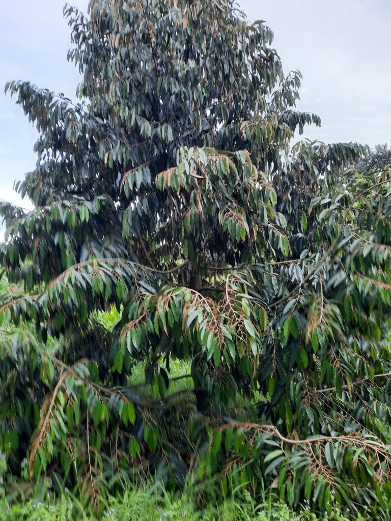 Vườn sầu riềng Thôn 4 Lộc Thành Bảo Lâm Lâm Đồng
